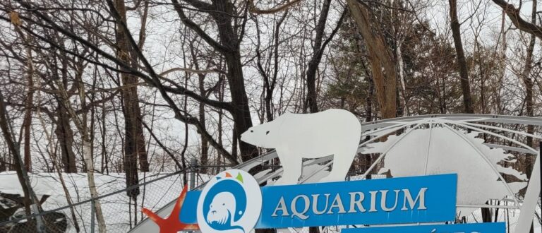 Article : L’Aquarium du Québec : une invitation à la protection de la vie sous-marine